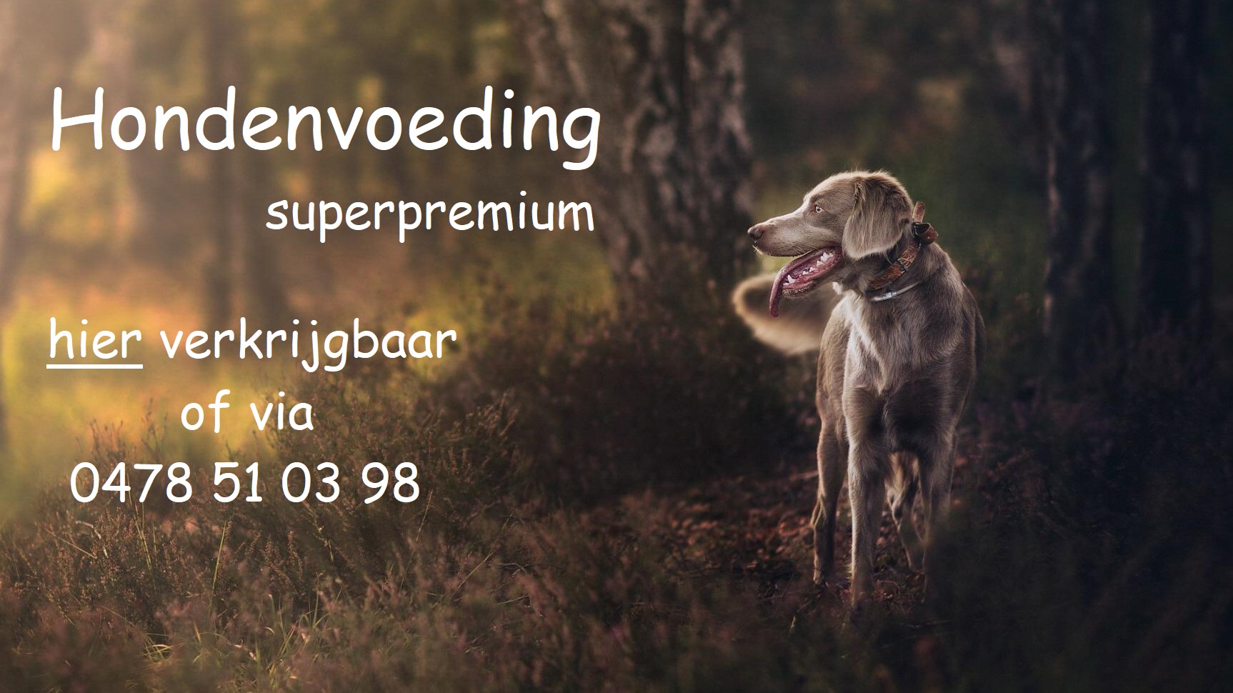 voedingsdeskundigen Bevel | Dogs all inclusive